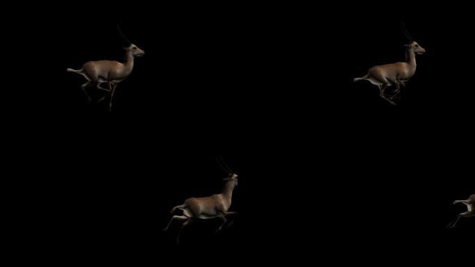藏羚羊鹿子奔跑穿过屏幕带通道