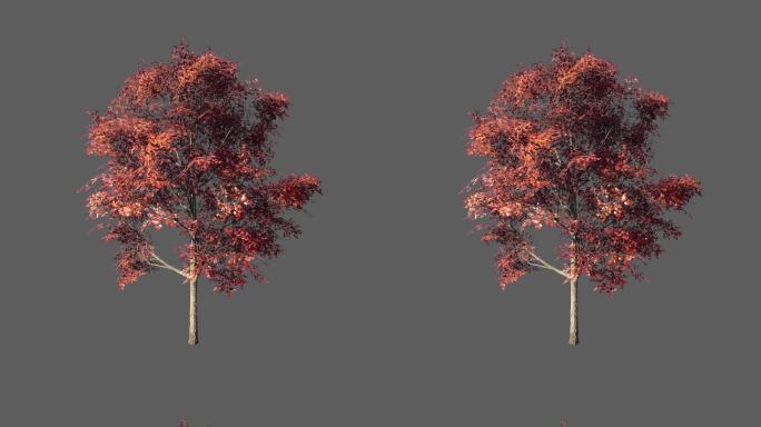 红叶树——2K无损免扣动态素材