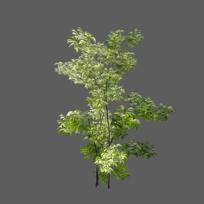绿叶树——2K无损免扣动态素材
