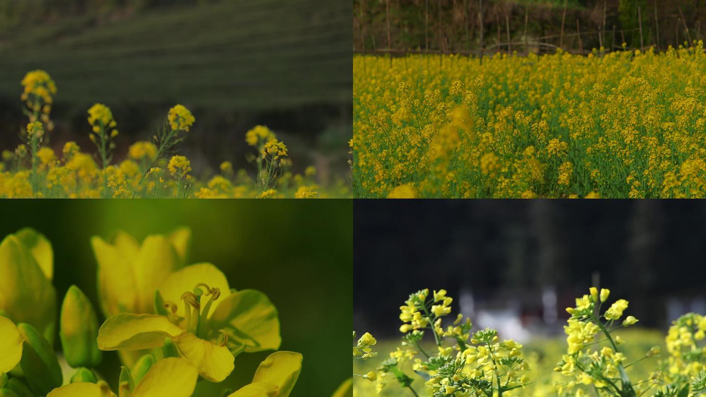 谷雨油菜花开实拍