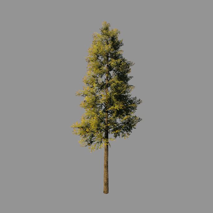 松树——2K无损免扣动态素材