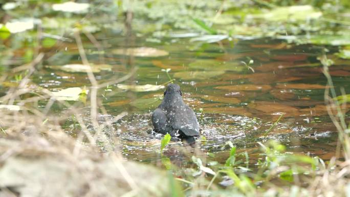 水塘里沐浴的鸟儿