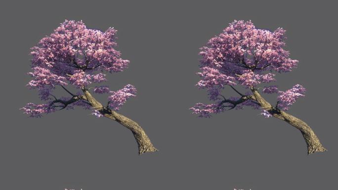 桃花树——2K无损免扣动态素材