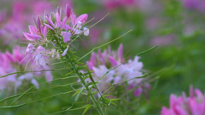 醉蝶花素材