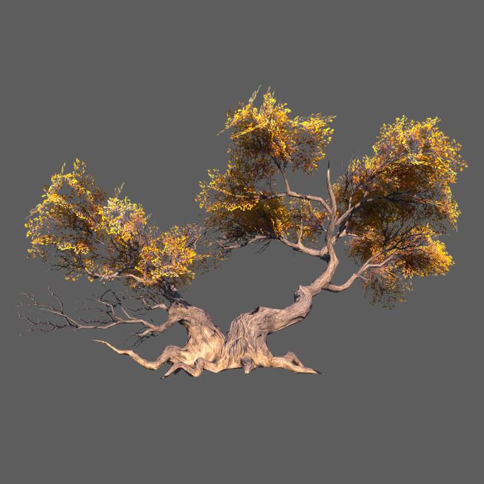 黄叶树——2K无损免扣动态素材