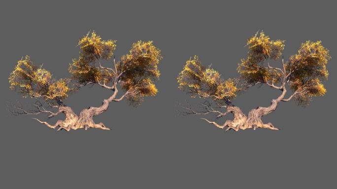 黄叶树——2K无损免扣动态素材