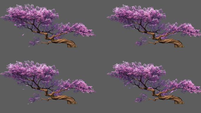 樱花树——2K无损免扣动态素材