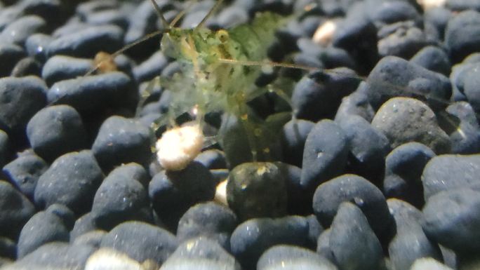 宠物水族水下鱼缸加湿饲养水草