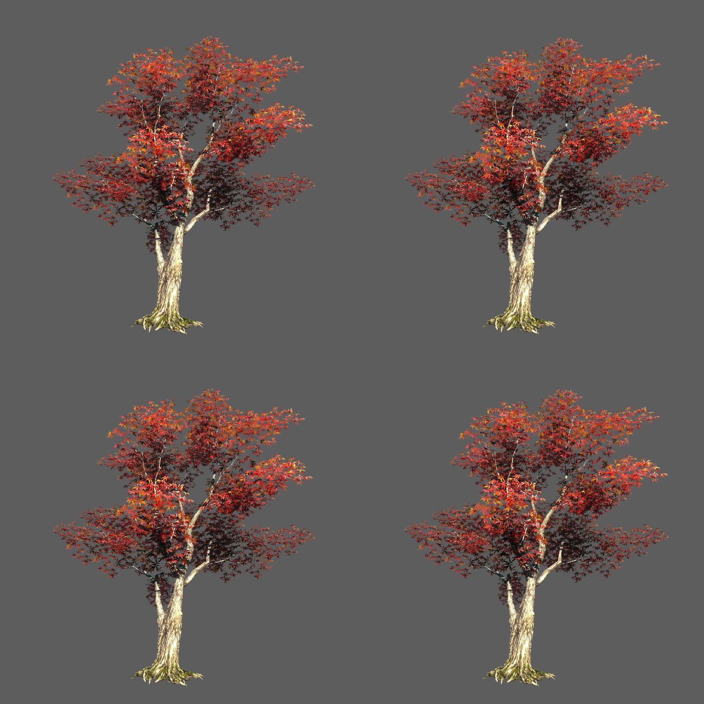 枫叶树——2K无损免扣动态素材