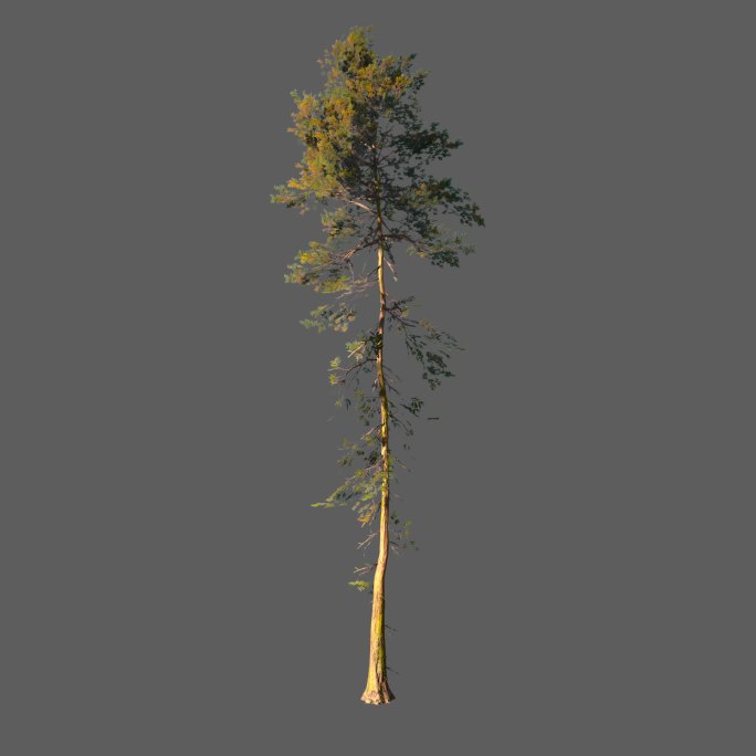 杉树——2K无损免扣动态素材