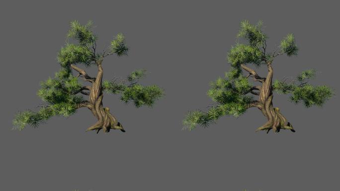 松树——2K无损免扣动态素材