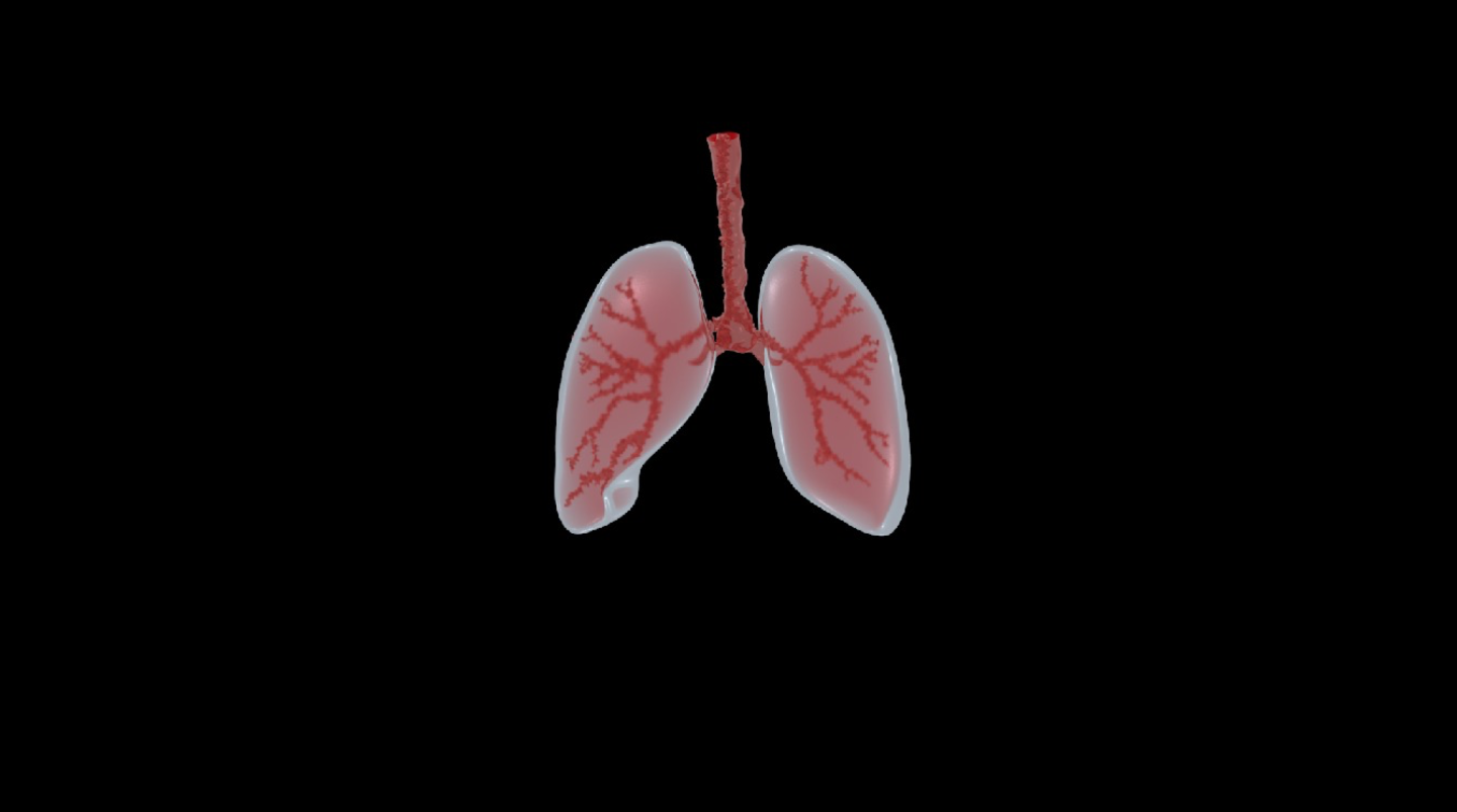 心肺C4D模型带材质