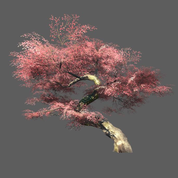 樱花树——2K无损免扣动态素材
