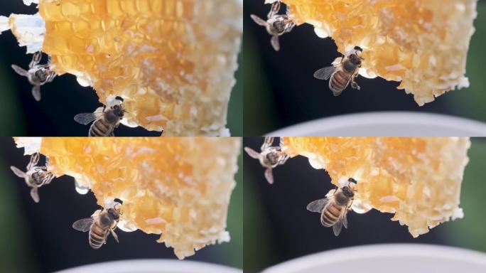 4K微距拍摄蜂蜜在蜂巢吃蜜