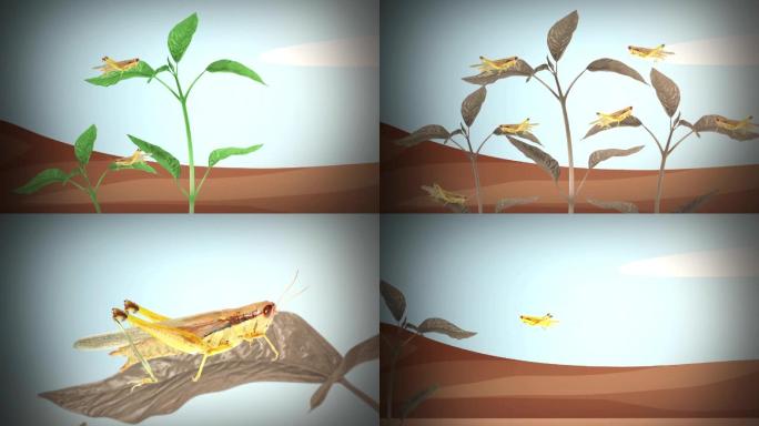 蝗虫危害植物高清动画视频