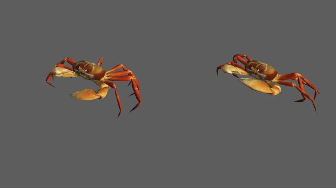 螃蟹——2K无损免扣动态素材