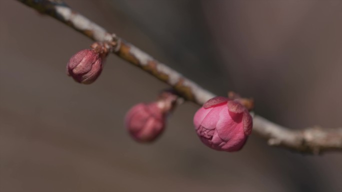 春暖花开