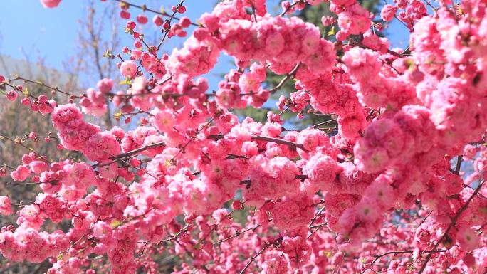 春天校园春景春意盎然的花朵