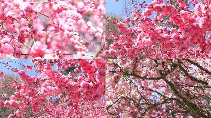 春天校园春景春意盎然的花朵