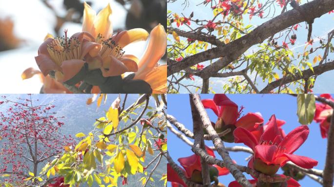 实拍攀枝花木棉花素材