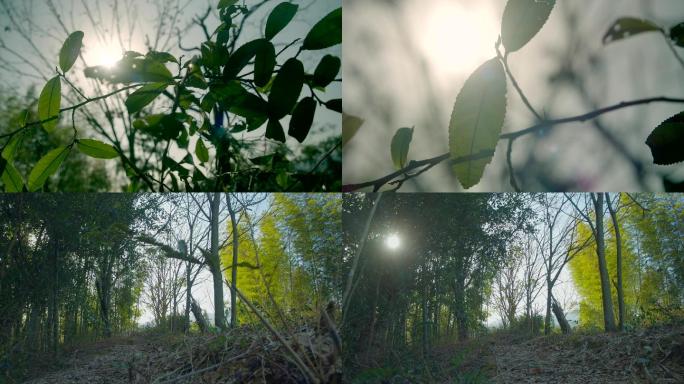 4K纪录片荒地、野茶树空镜