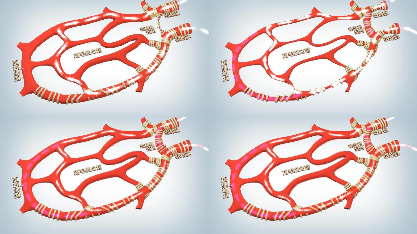 病理生理学教学休克微循环变化三维动画