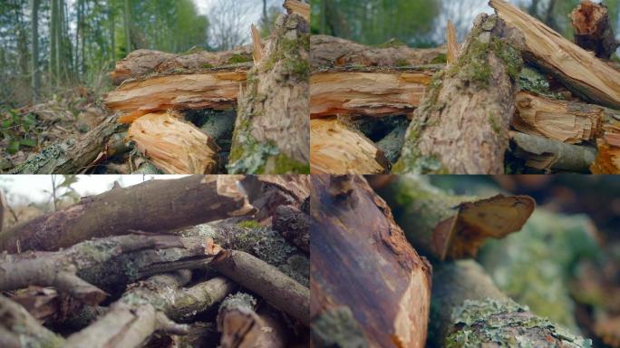 4K纪录片荒地、枯树堆、腐木堆、素材空镜