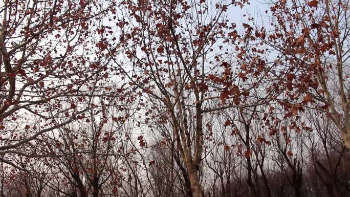 冬天的树枝树叶