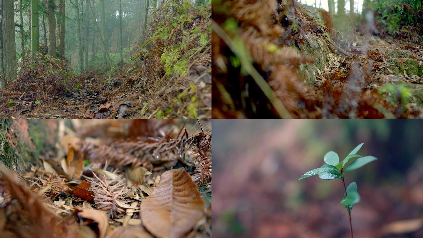 4K纪录片大雾弥漫青苔古道空镜