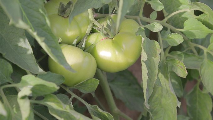 温室西红柿种植2