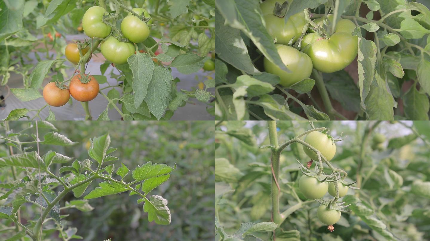 温室西红柿种植2