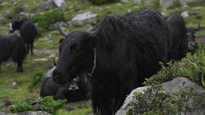 西藏牦牛野外的牦牛雨中漫步的牦牛