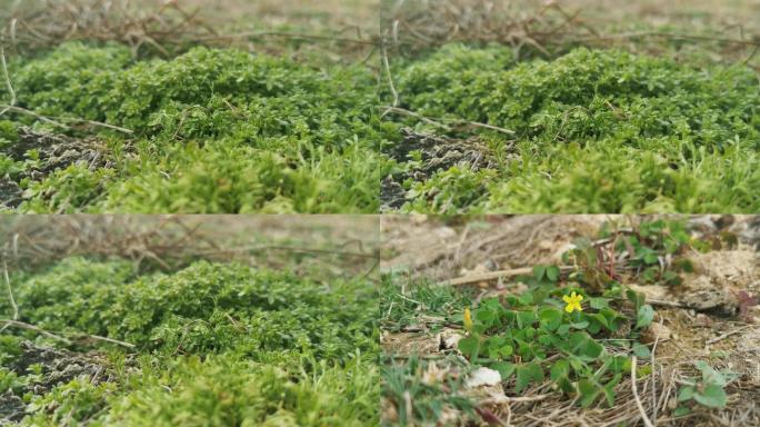 【原创】春分微距花草绿色植物生命力小草