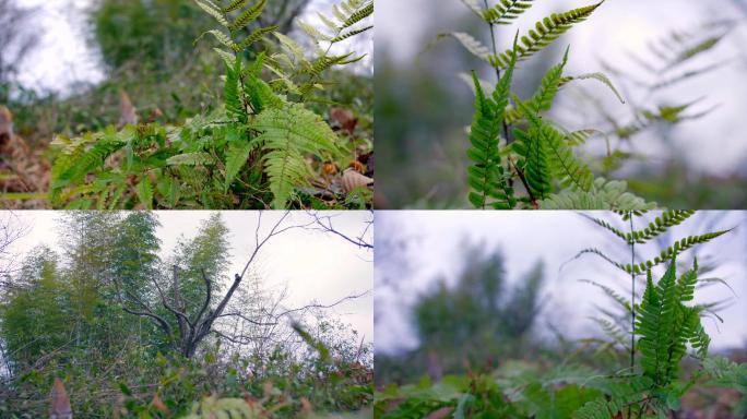 4k纪录片荒草空镜蕨类植物