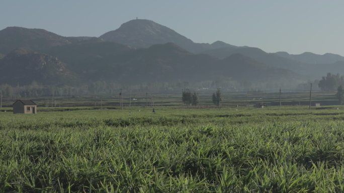 村庄田野种植姜风景乡村田野