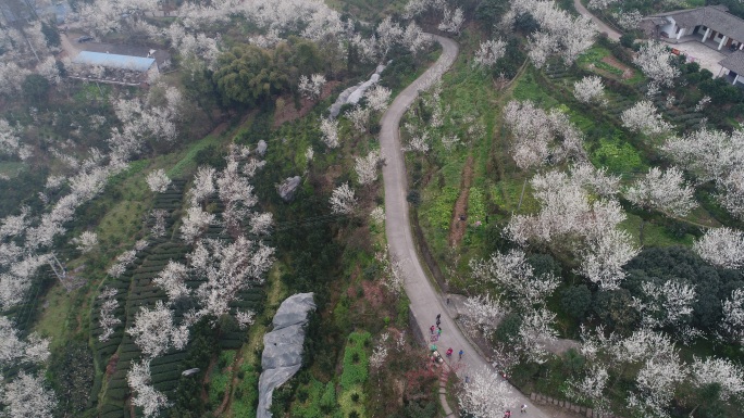 浦江光明乡樱桃花盛开航拍视频素材