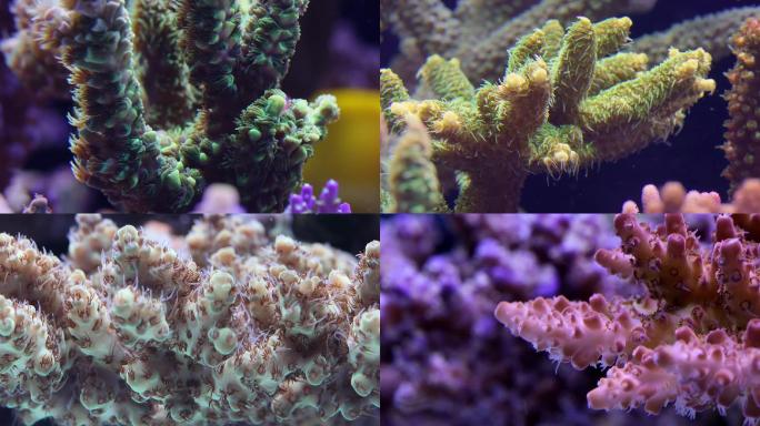 珊瑚海水鱼缸海水缸