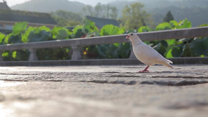 鸽子