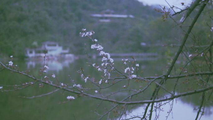 桂林的春天芦笛岩景区春天的花花