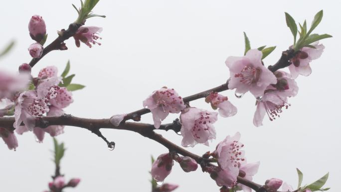 【自有版权可商用】桃花