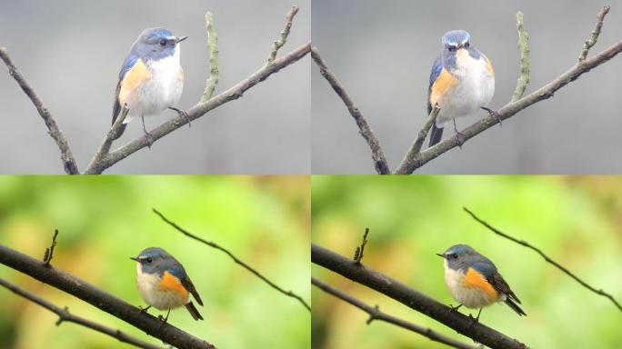 漂亮小鸟红胁蓝尾鸲公鸟