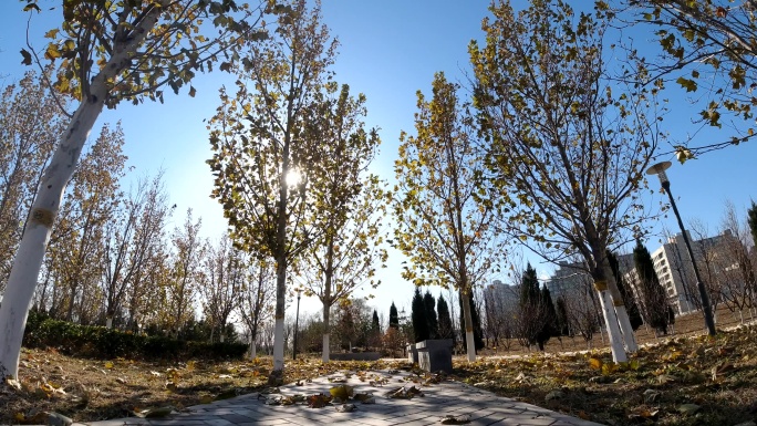 五里桥公园秋景午后公园树木阳光延时摄影