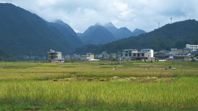 农业农村农民水稻秋季收获实拍素材