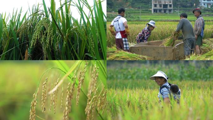 农业农村农民水稻秋季收获实拍素材