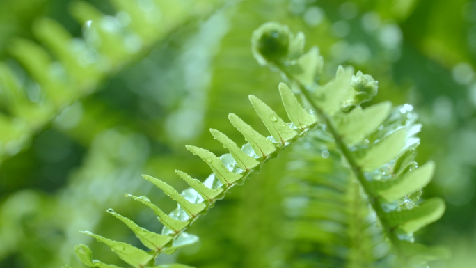 春天绿色蕨类植物慢镜头