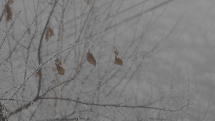 【4k】雪中的枯叶