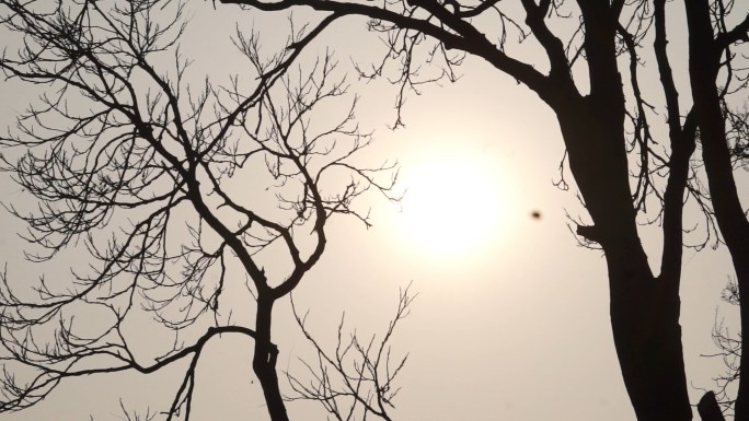 冬天太阳-逆光-枯树干枝
