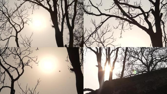 冬天太阳-逆光-枯树干枝