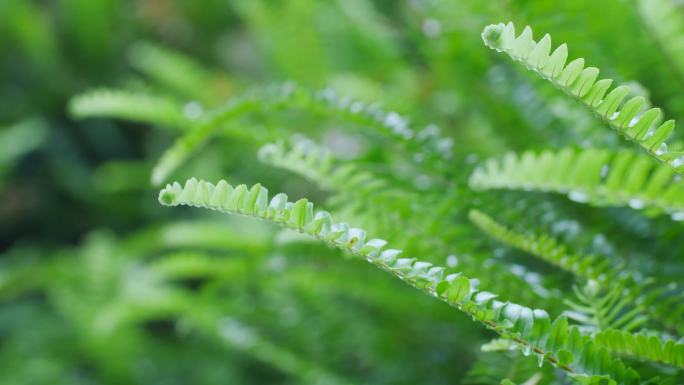 春天来了蕨类植物4k素材