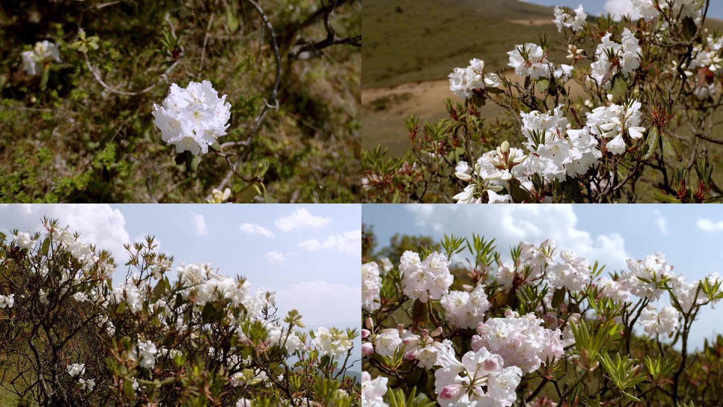 凉山彝族金阳索玛花